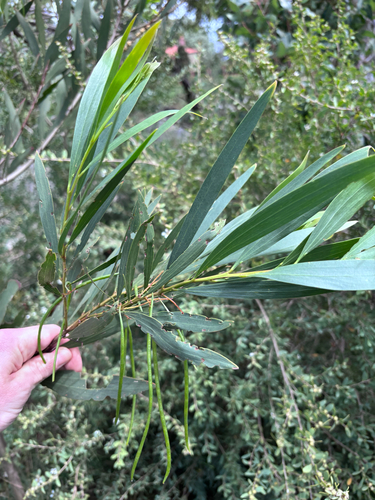 Longleaf Wattle