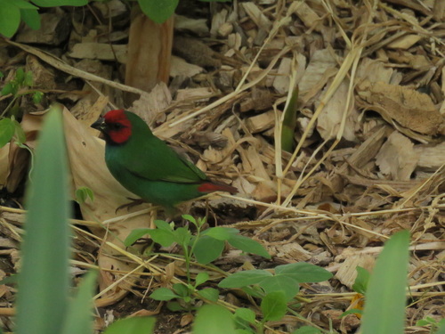 Erythrura pealii observed 2026-09-20