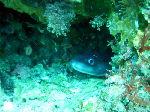 Conger verreauxi