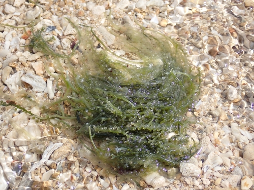 Caulerpa lentillifera observed 2026-09-24