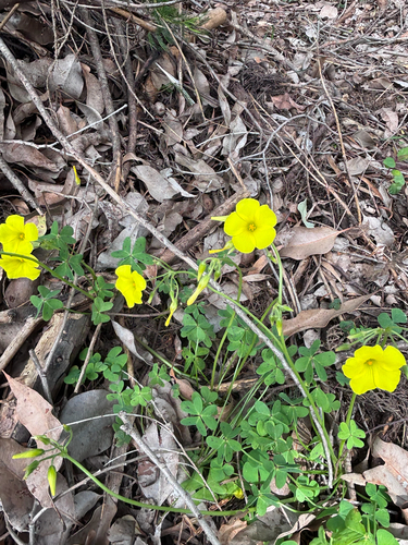 Bermuda buttercup