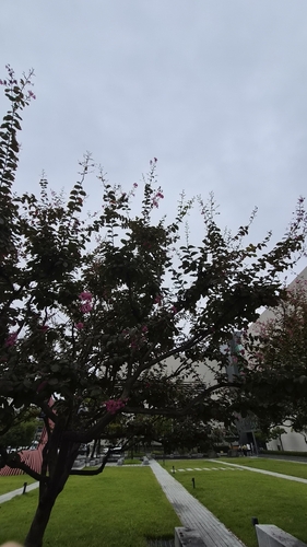 Crape-myrtle