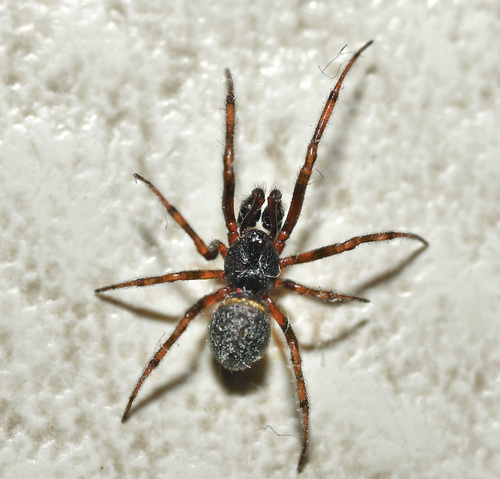 Rabbit Hutch Spider