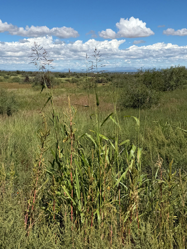 Sorghum halepense, photograph 5