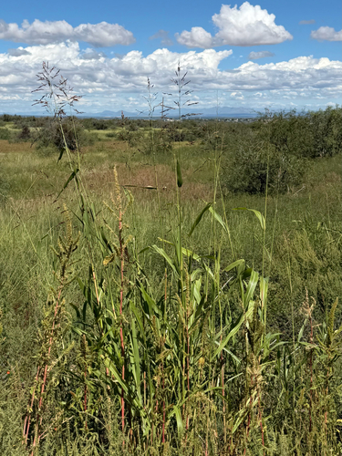 Sorghum halepense, photograph 4