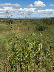 Sorghum halepense, photograph (c) CK2AZ, some rights reserved (CC BY)
