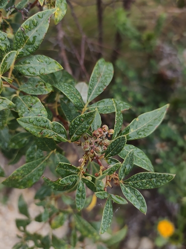Searsia tomentosa, photograph 1