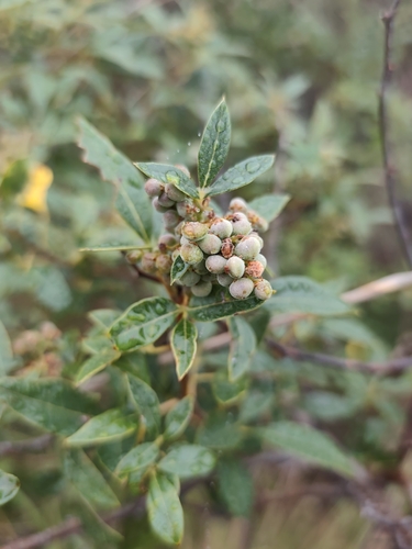 Searsia tomentosa, photograph 2