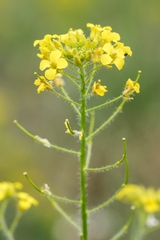 Sisymbrium loeselii