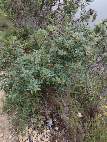 Searsia tomentosa, photograph 3