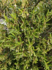Diospyros glabra