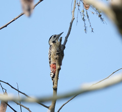 Dendrocopos macei