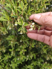 Diospyros glabra, photograph (c) Jeanette Clarke, some rights reserved (CC BY-SA)
