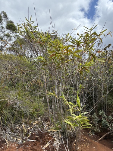 Greslania rivularis observed 2026-09-26