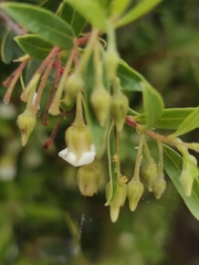 Diospyros glabra, photograph (c) Jeanette Clarke, some rights reserved (CC BY-SA)