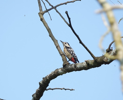 Dendrocopos macei
