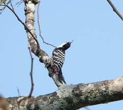 Dendrocopos macei
