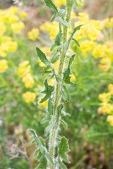Sisymbrium loeselii