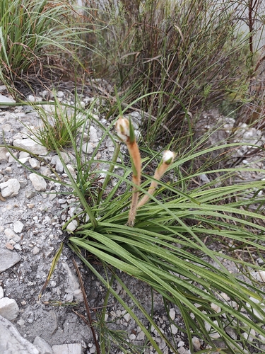 Lanaria lanata