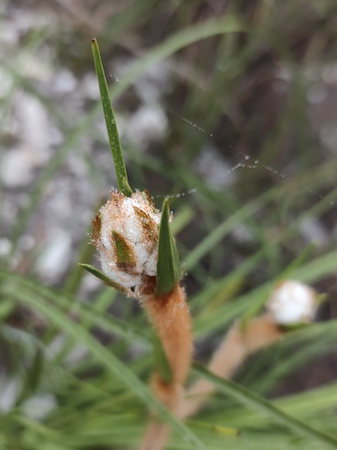 Lanaria lanata, photograph 2