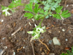 Corydalis capnoides