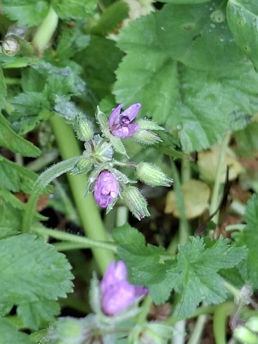 Erodium moschatum