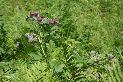 Arctium tomentosum, photograph 3