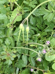 Erodium moschatum, photograph (c) Luis Véliz, some rights reserved (CC BY)