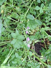 Erodium moschatum, photograph (c) Luis Véliz, some rights reserved (CC BY)