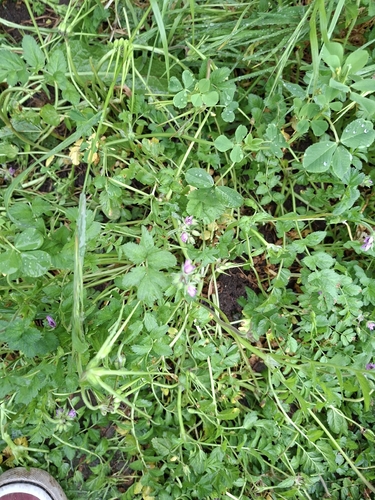 Erodium moschatum, photograph 4