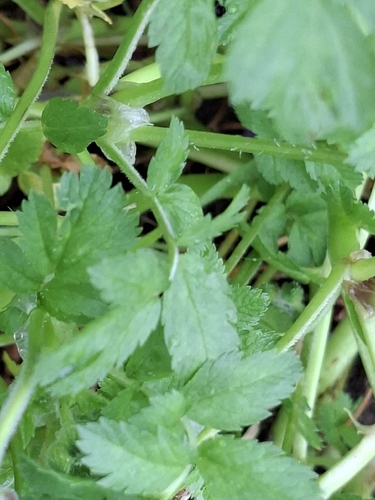 Erodium moschatum, photograph 5