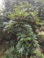 Cunonia capensis, photograph (c) Jeanette Clarke, some rights reserved (CC BY-SA)