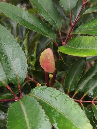 Cunonia capensis, photograph 2