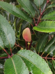 Cunonia capensis, photograph (c) Jeanette Clarke, some rights reserved (CC BY-SA)