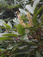 Cunonia capensis, photograph (c) Jeanette Clarke, some rights reserved (CC BY-SA)