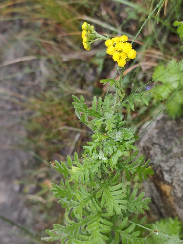 Hippia frutescens, photograph 1