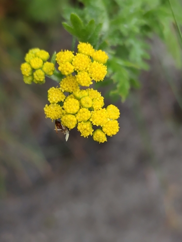 Hippia frutescens, photograph 2