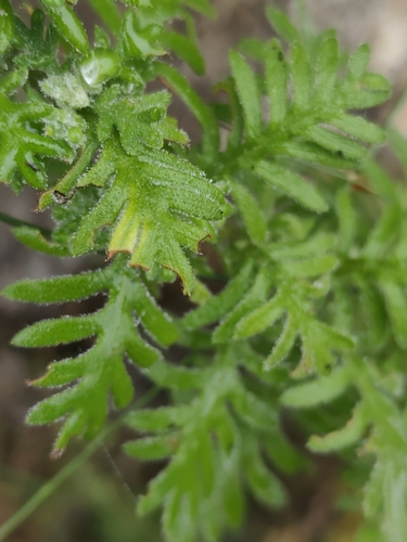 Hippia frutescens, photograph 3