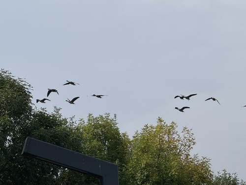 Swan Goose