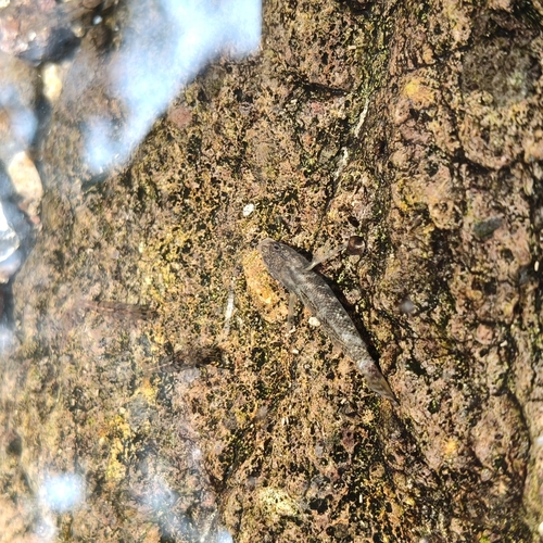 Rhinogobius davidi
