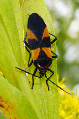 Oncopeltus varicolor varicolor