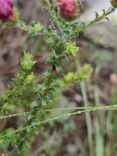 Polyarrhena reflexa, photograph 2