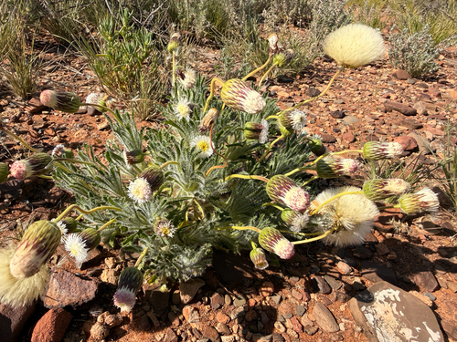 Ixiochlamys cuneifolia, 2026-09-24