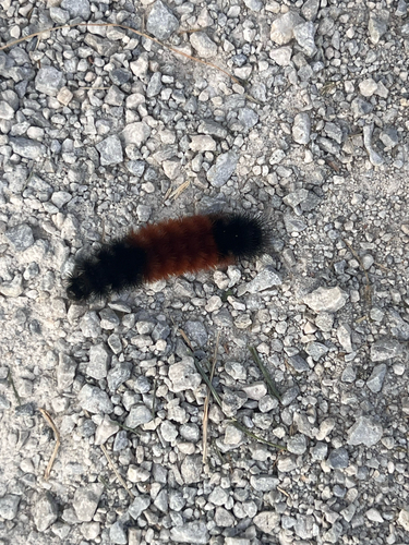 Isabella Tiger Moth