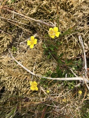 Potentilla erecta