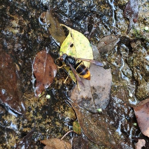 Yellow-legged Hornet