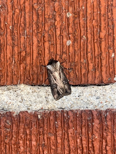 Venerable Dart