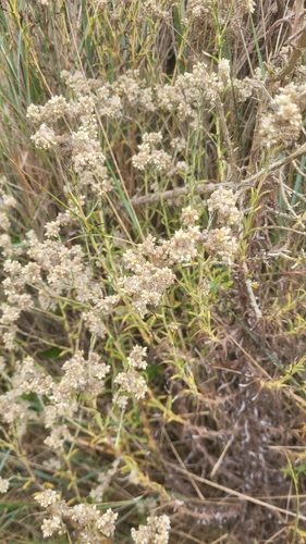 Cape Cudweed