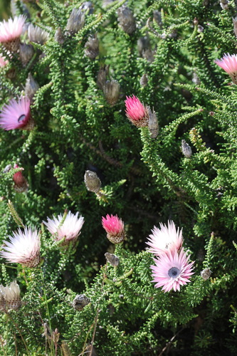 Phaenocoma prolifera, photograph 2