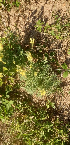 common toadflax